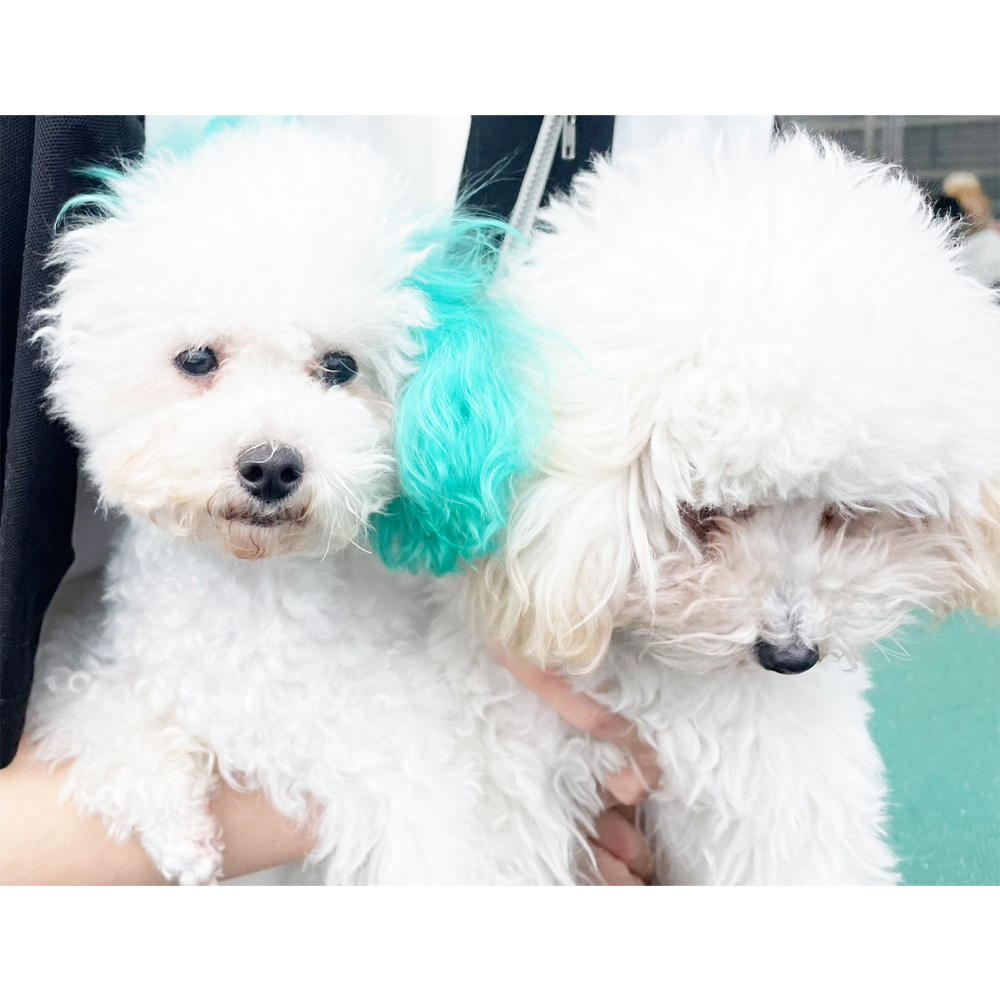 生徒が撮影したモデル犬♪②